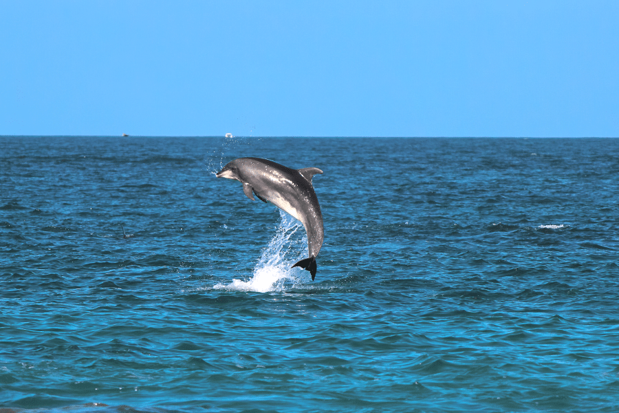 dauphin en Méditerranée sautant au-dessus de l'eau lors d'une balade en mer type écotourisme.