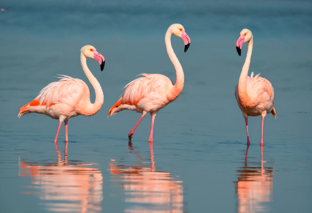 trois flamands roses aux salins des pesquiers